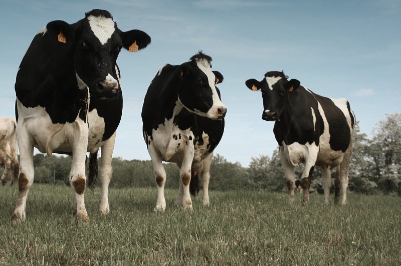 ��һ������������ 18luck������ѧ������ֱ��ͼ�ƽ�ͼ��ķ���