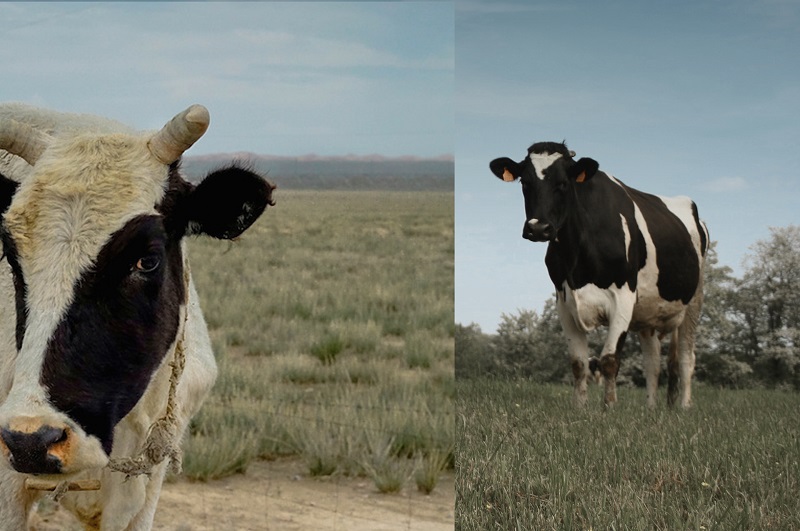 ��һ������������ 18luck������ѧ������ֱ��ͼ�ƽ�ͼ��ķ���