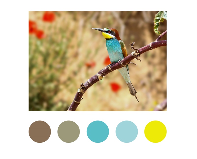 超实用!手把手教你从大师的作品中借鉴配色灵感