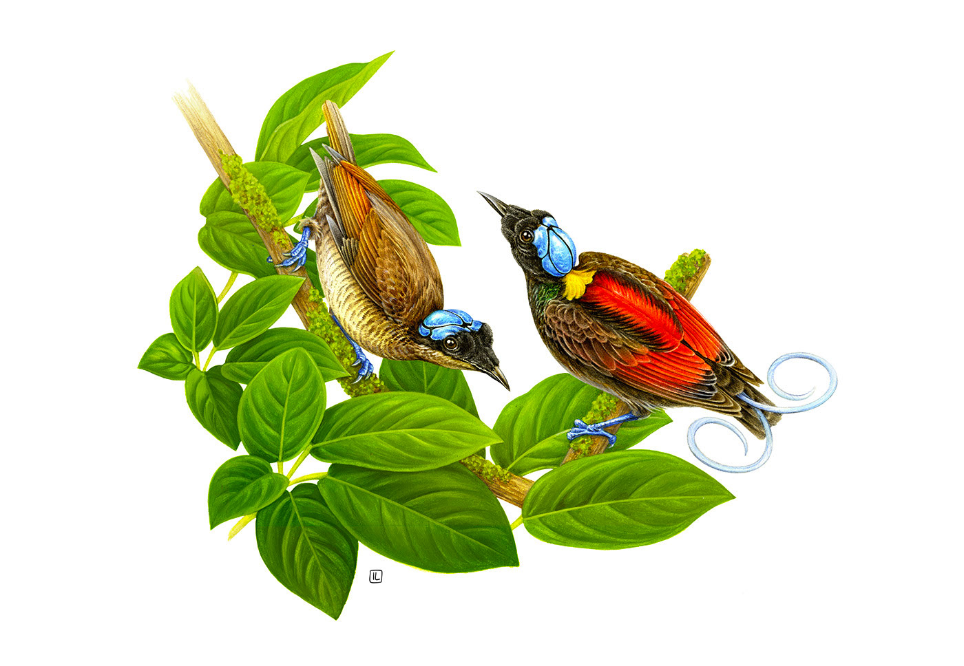 �����<a href=http://m.biwataku.com/sheji/chahua/ target=_blank class=infotextkey>�廭</a>ʦIrene Laschi�ֻ�<a href=http://m.biwataku.com/sheji/chahua/ target=_blank class=infotextkey>�廭</a>��Ʒ