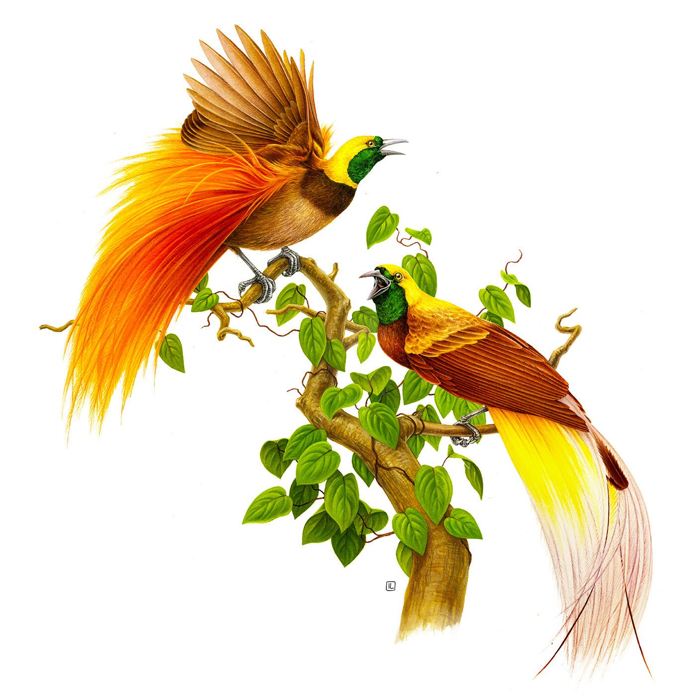 �����<a href=http://m.biwataku.com/sheji/chahua/ target=_blank class=infotextkey>�廭</a>ʦIrene Laschi�ֻ�<a href=http://m.biwataku.com/sheji/chahua/ target=_blank class=infotextkey>�廭</a>��Ʒ