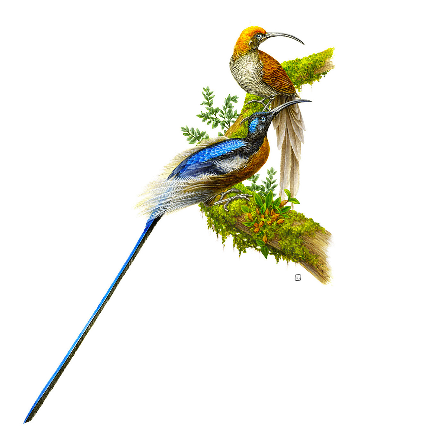 �����<a href=http://m.biwataku.com/sheji/chahua/ target=_blank class=infotextkey>�廭</a>ʦIrene Laschi�ֻ�<a href=http://m.biwataku.com/sheji/chahua/ target=_blank class=infotextkey>�廭</a>��Ʒ