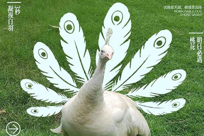 һ�鶯��Ԫ�غ�����ʽ���