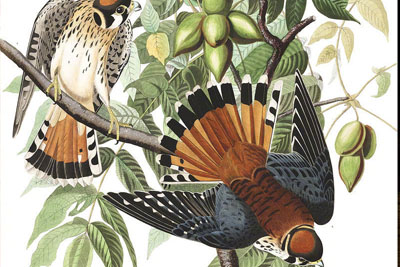 Ư���Ĳ�ɫ����������ʦ Stephanie Brown ��Ʒ