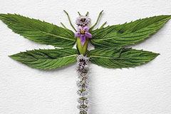 �µ���Gardenaƽ����18luck����ȫվ�������ļ���