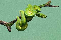 ����ά��Senda Verde���ﱣ����������֯����ƽ����