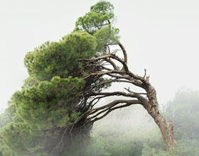 ϣ����Ӱʦ Petros Koublis ��ͷ�µ�Ʈ�����Ȼ