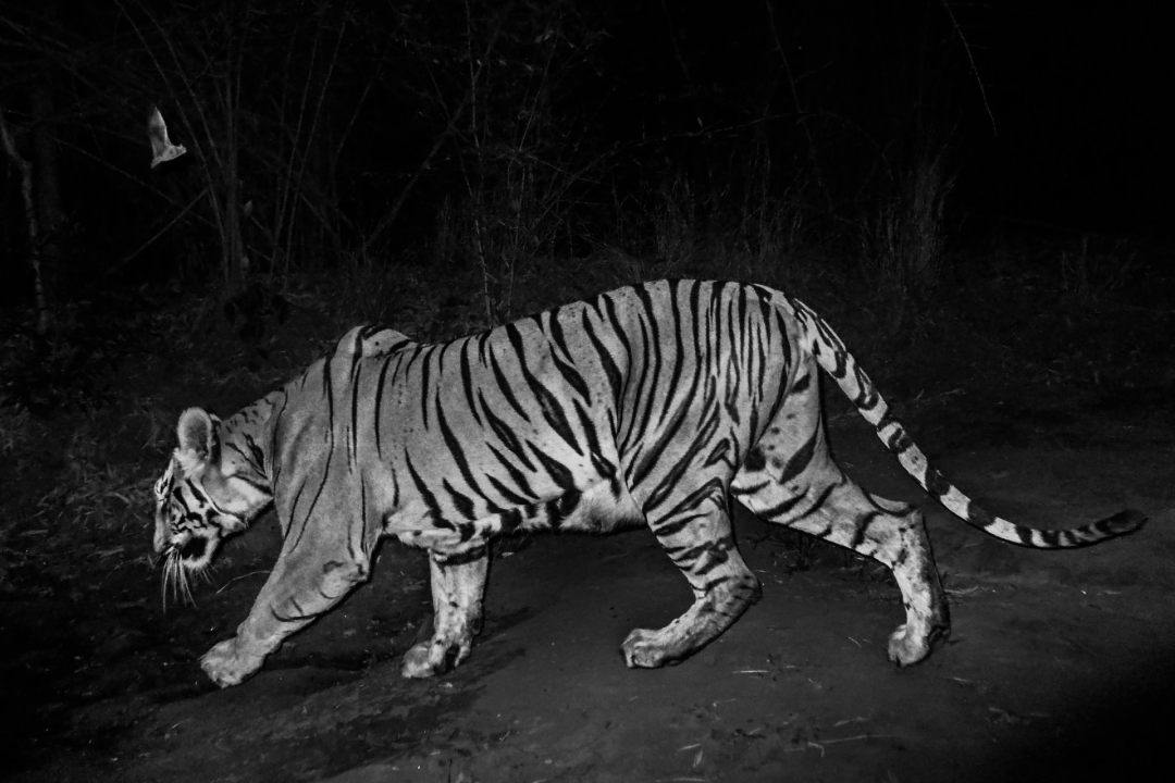 边界:人虎冲突,版权;️Senthil Kumaran