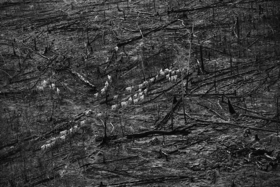 亚马逊失乐园,南美洲,版权; Lalo de Almeida