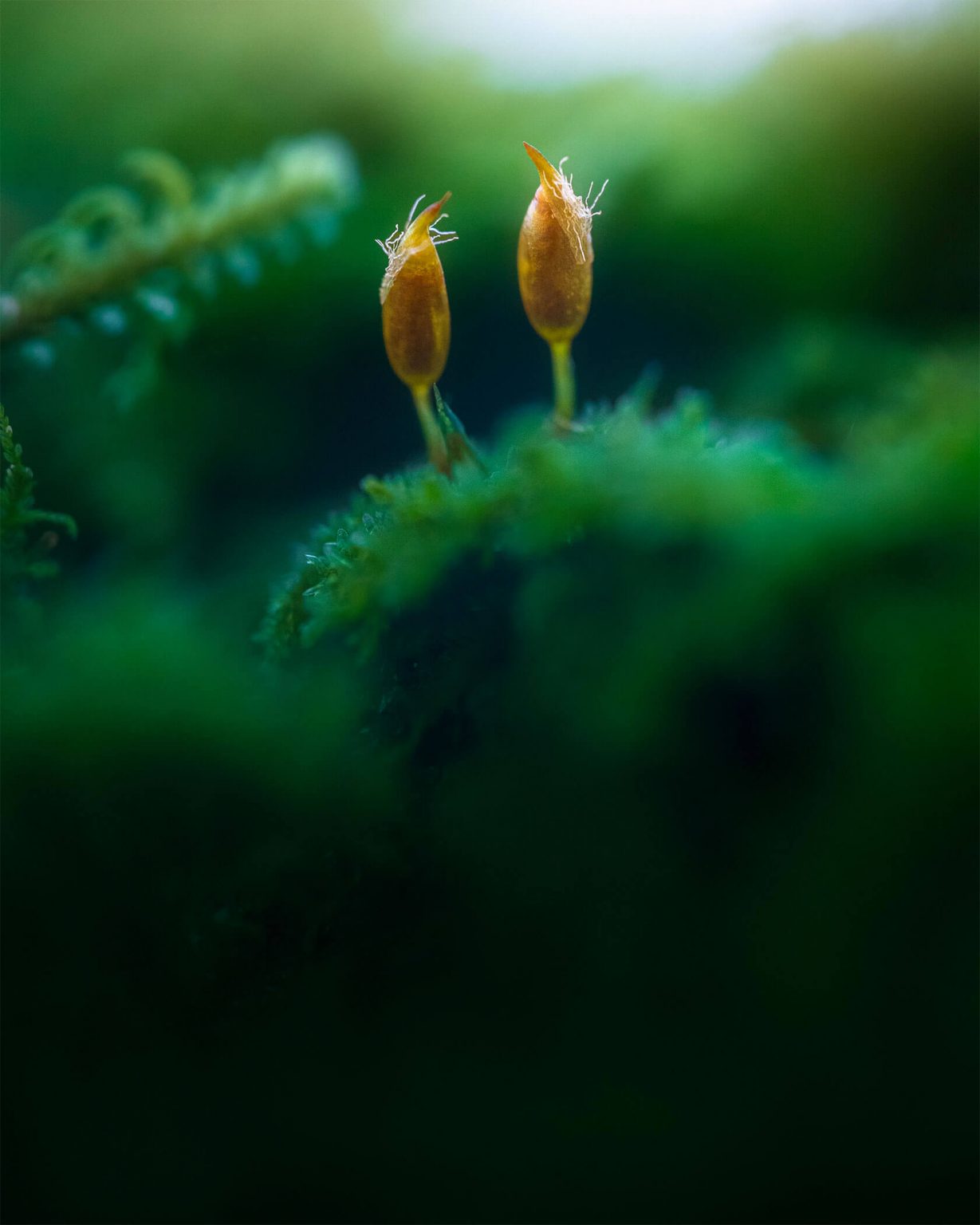 Aleksei Boiko��΢������