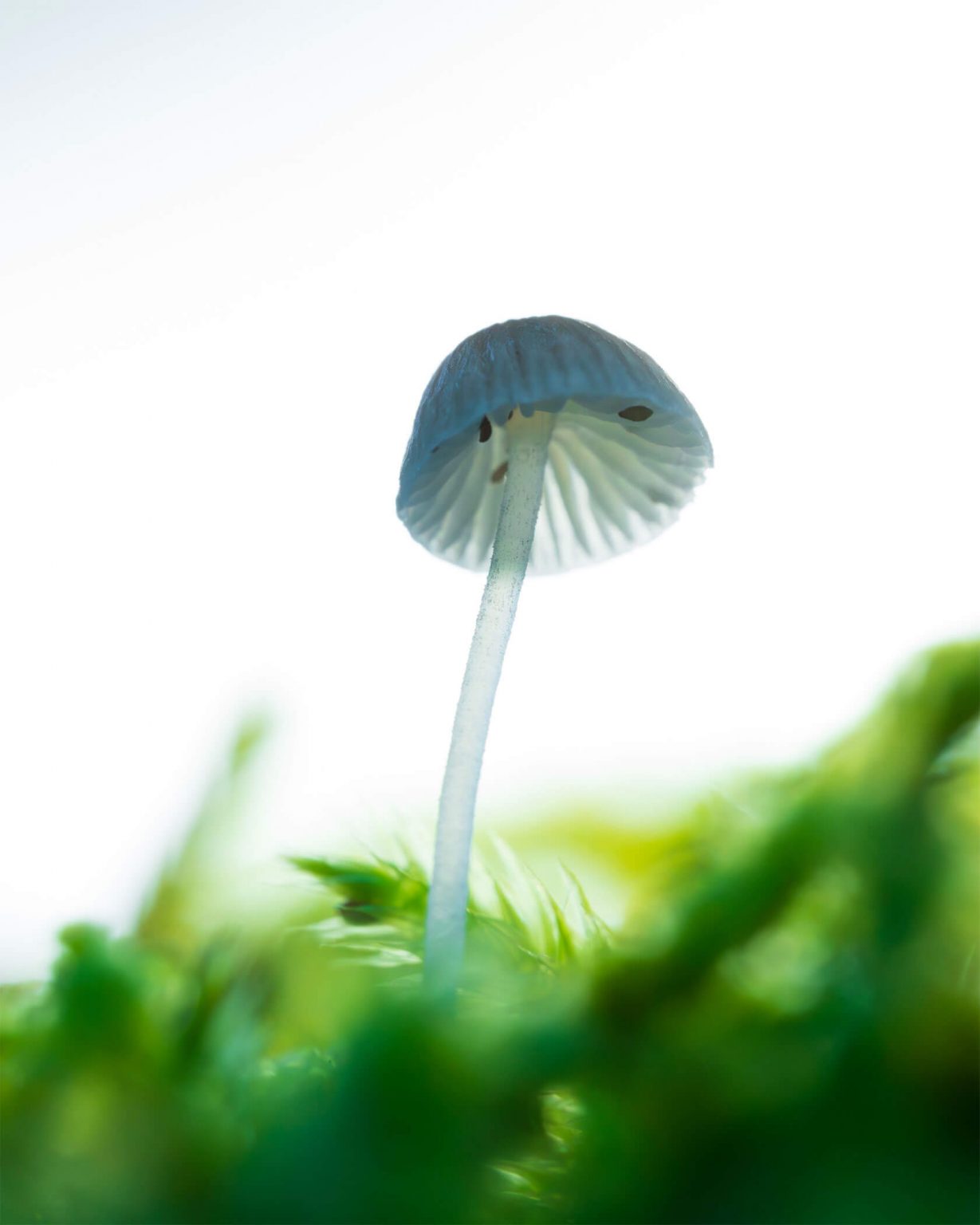 Aleksei Boiko��΢������