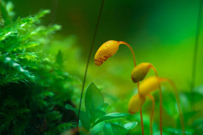 �ڿ�����Ӱʦ Aleksei Boiko ��