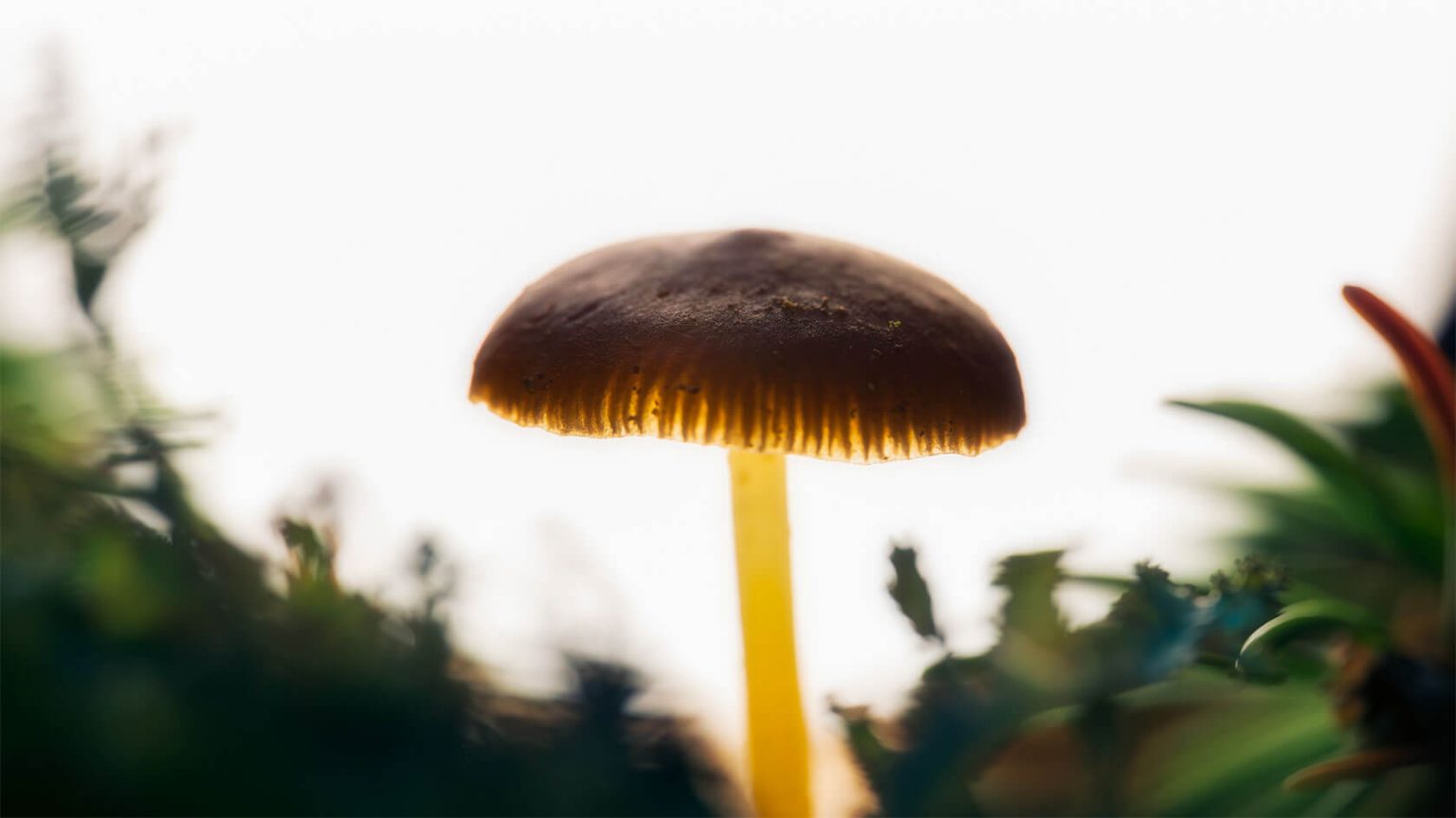 Aleksei Boiko��΢������