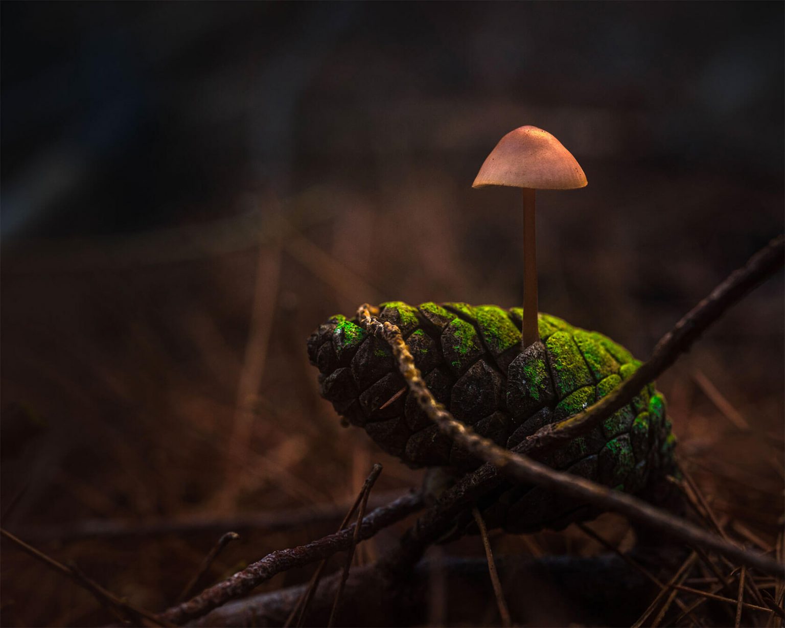 Aleksei Boiko��΢������