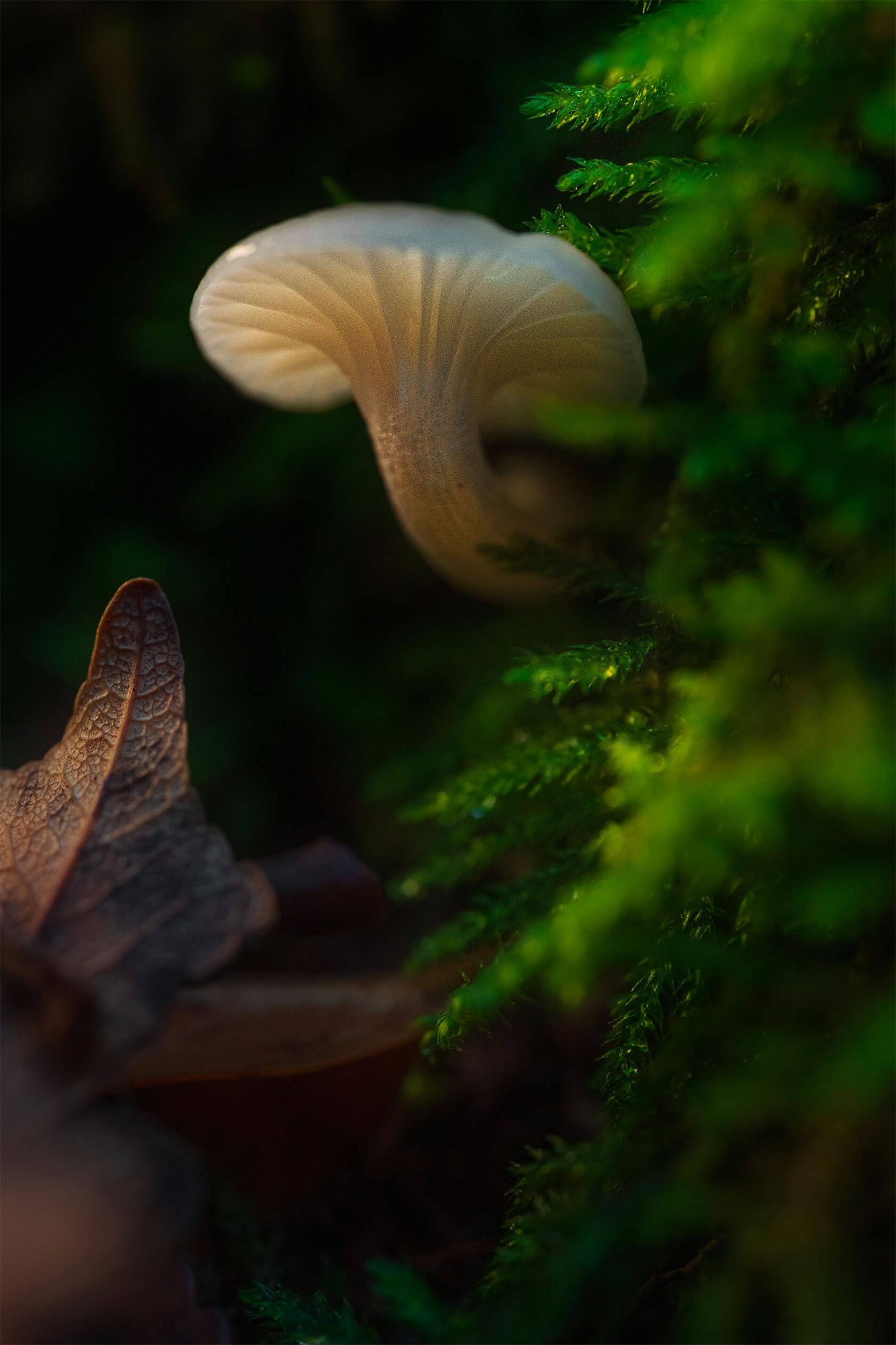 Aleksei Boiko��΢������