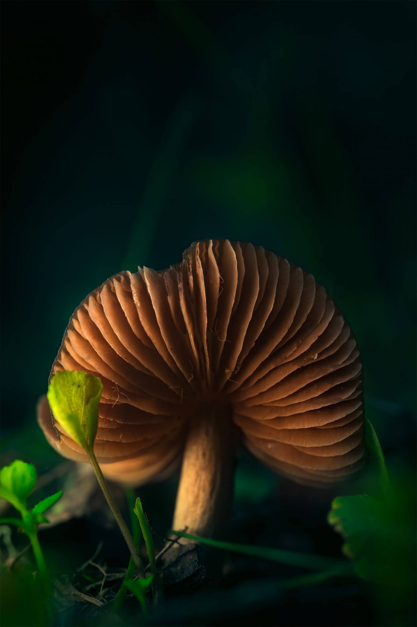 Aleksei Boiko��΢������