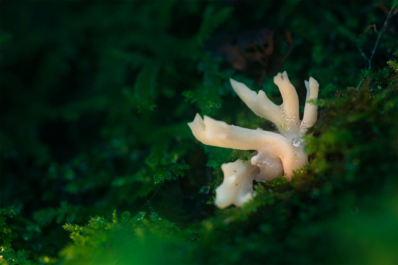 Aleksei Boiko��΢������