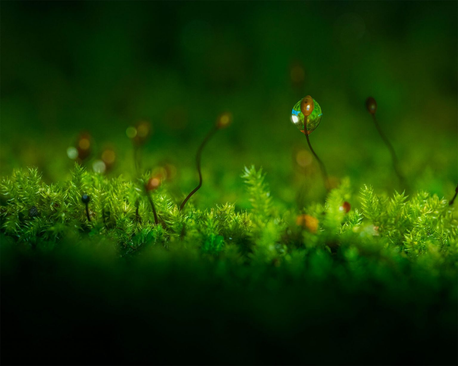 Aleksei Boiko��΢������