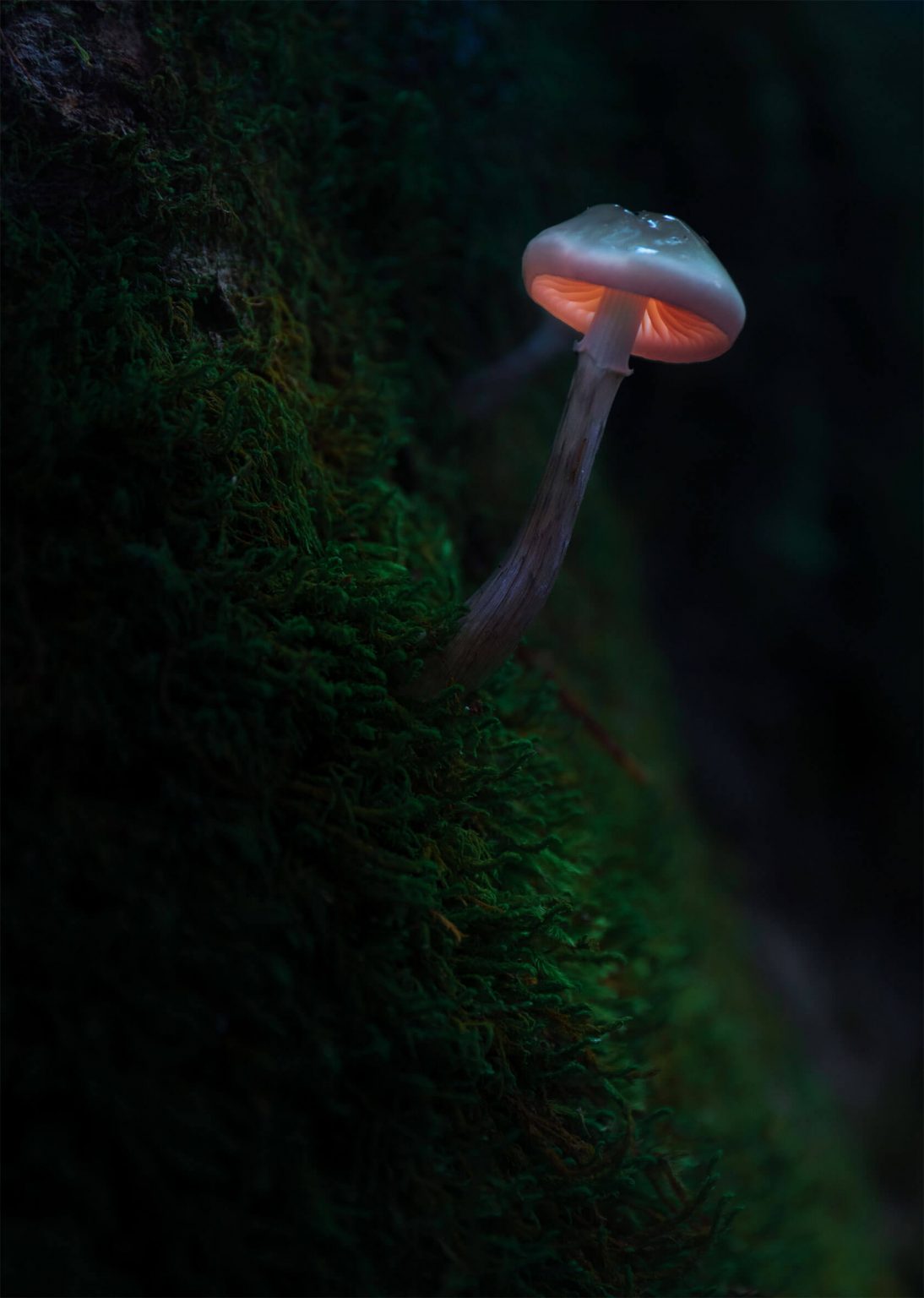 Aleksei Boiko��΢������