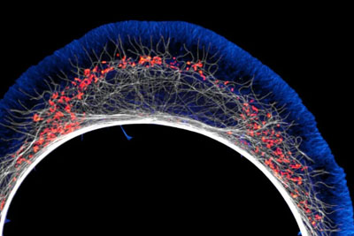 �Ƿ����������ۡ�2024���῵��С������΢��Ӱ����������Ʒ����