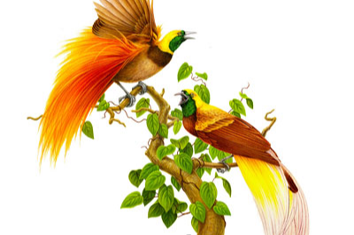 ������廭ʦIrene Laschi�廭��Ʒ����